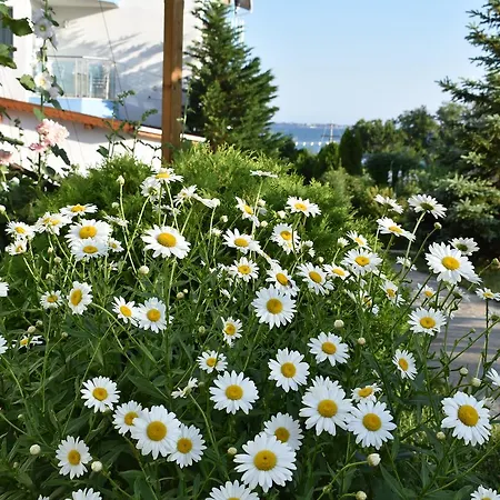 Nushev 2* スヴェティ・ヴラス